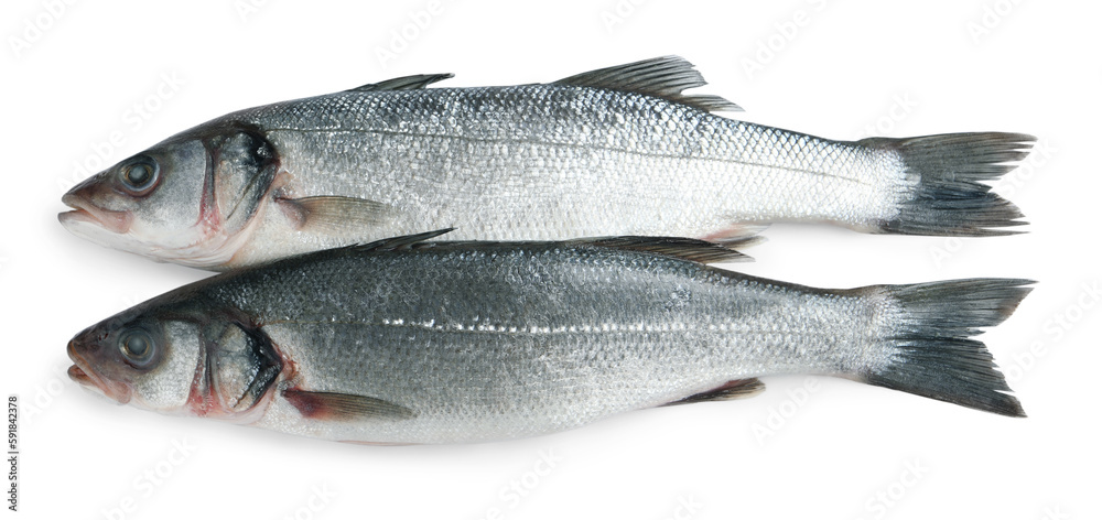 Fresh sea bass fish on white background, top view Fresh sea bass fish on white background, top view