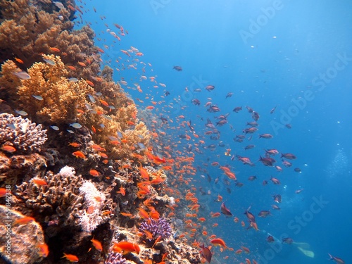 red sea fish and hard coral reef © Ayman