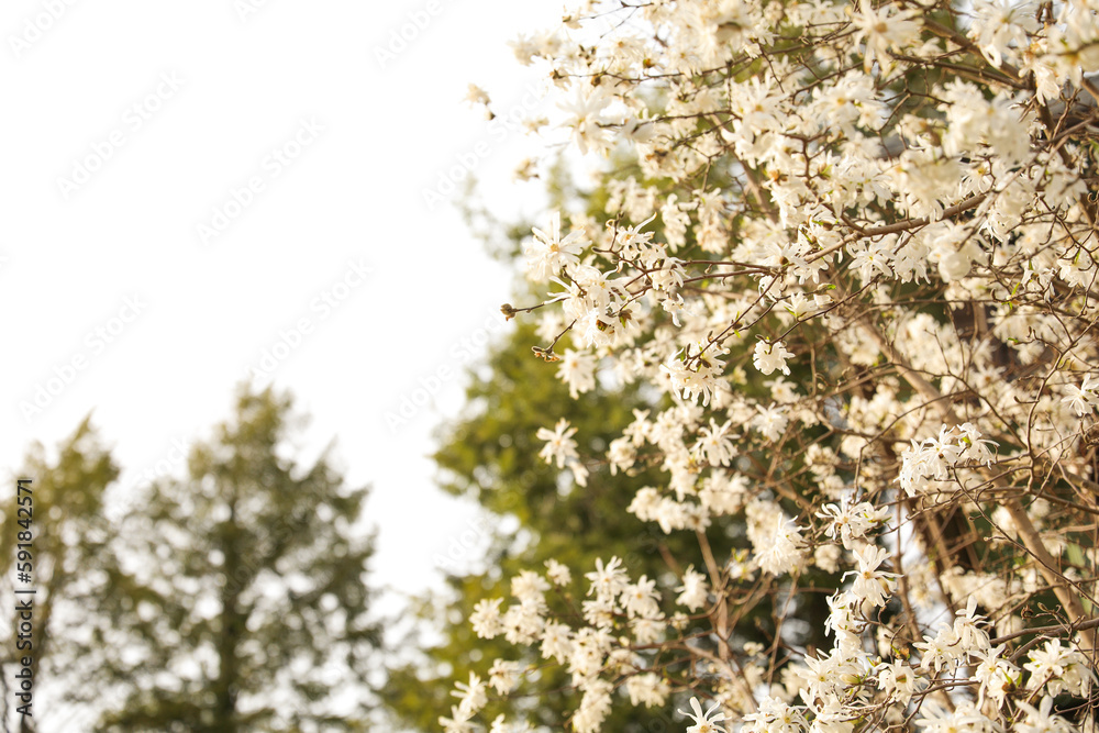 Spring flowers blooming from trees in a stock photo symbolize the renewal of life, growth, and beauty. They represent hope, joy, and new beginnings Spring flowers blooming from trees in a stock photo symbolize the renewal of life, growth, and beauty. They represent hope, joy, and new beginnings