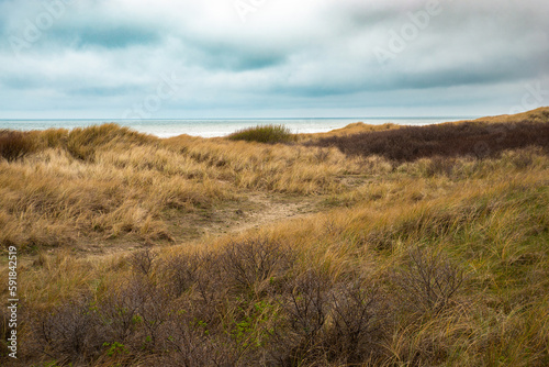 Beach landscape with reed and sand at the North Sea in the Netherlands  Wijk aan Zee near Amsterdam 