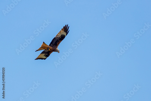 A red kite in the air