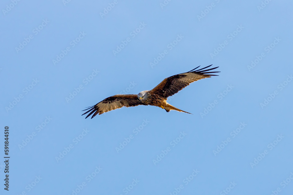 Fototapeta premium A red kite in the air