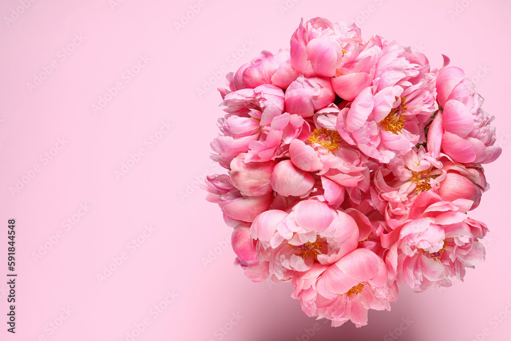 Bunch of beautiful peonies on pink background, top view. Space for text