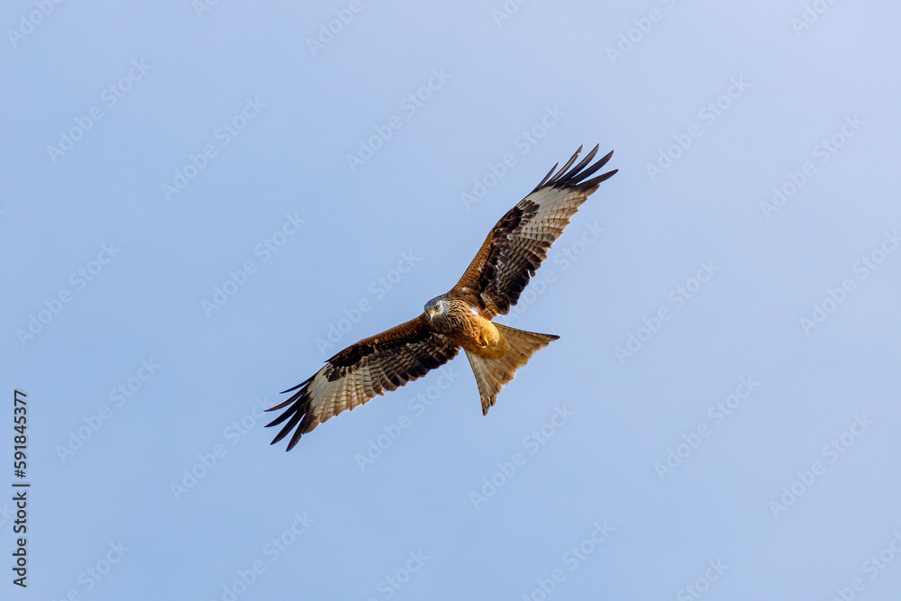 A red kite in the air A red kite in the air