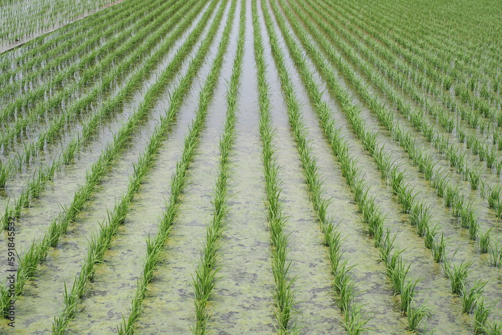 水田, Paddy field 水田, Paddy field