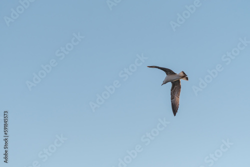 Bild auf Leinwand Beautiful background with flying bird and clouds in the sky