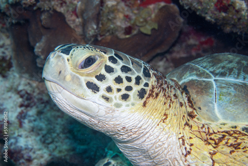 Green sea turtle closeup
