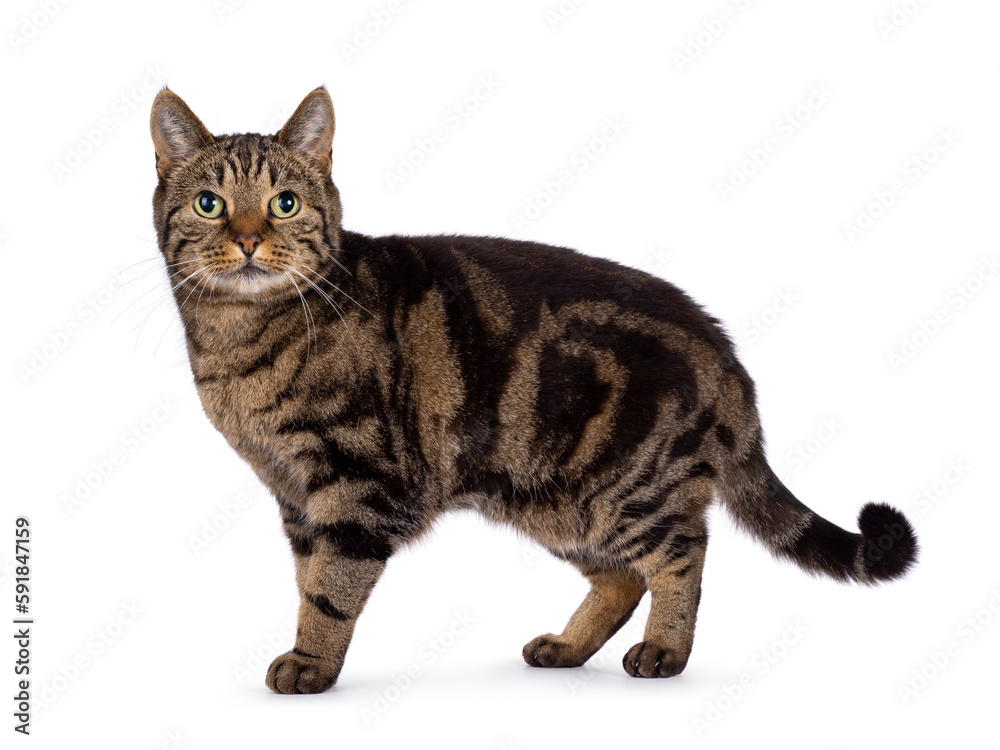 Excellent typed purebred senior European Shorthair cat, standing side ways. Looking at camera. Isolated on a white background.
