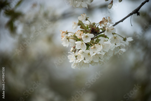 closeup of cherry blossom branch in a meadow