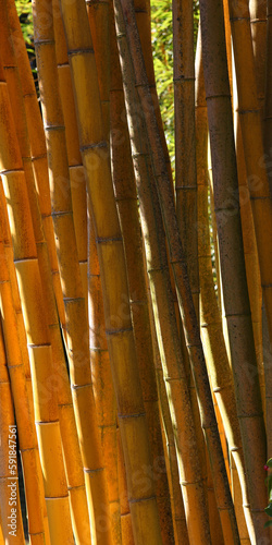 Tela Heap of bamboos in a forest on a sunny day