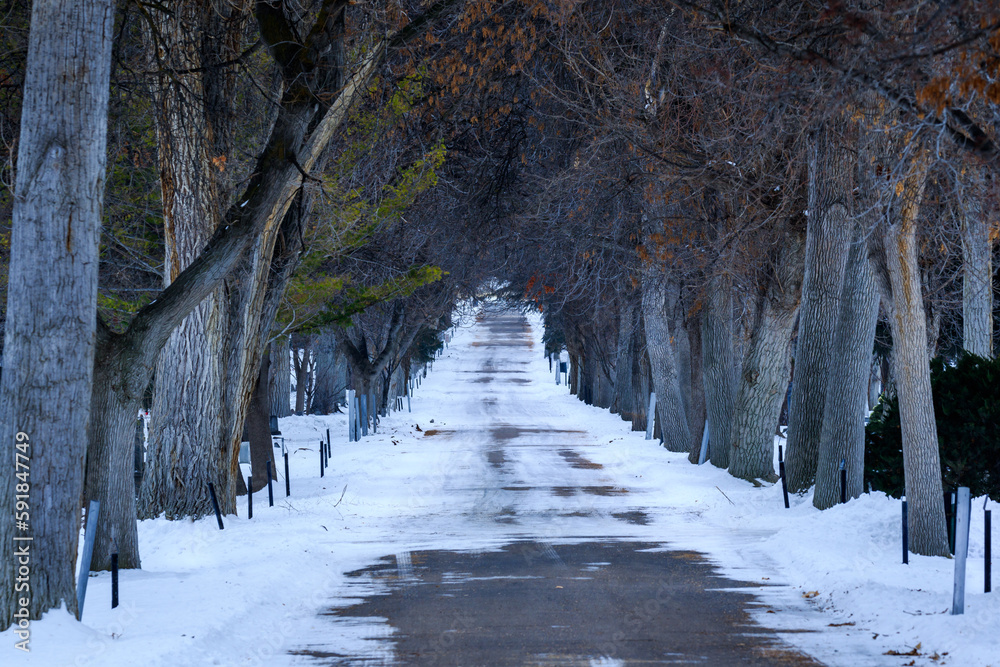 Fototapeta premium Snowy pathway passing through raw of trees in Pocatello, Idaho, United States