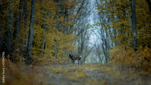 Deer staring at the camera in an autumn forest