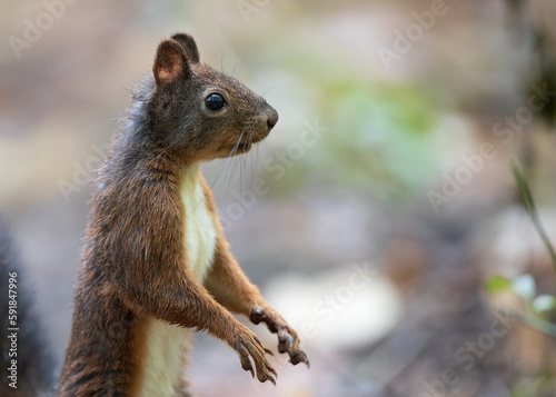 Close-up shot of a squirrel in a blurry background