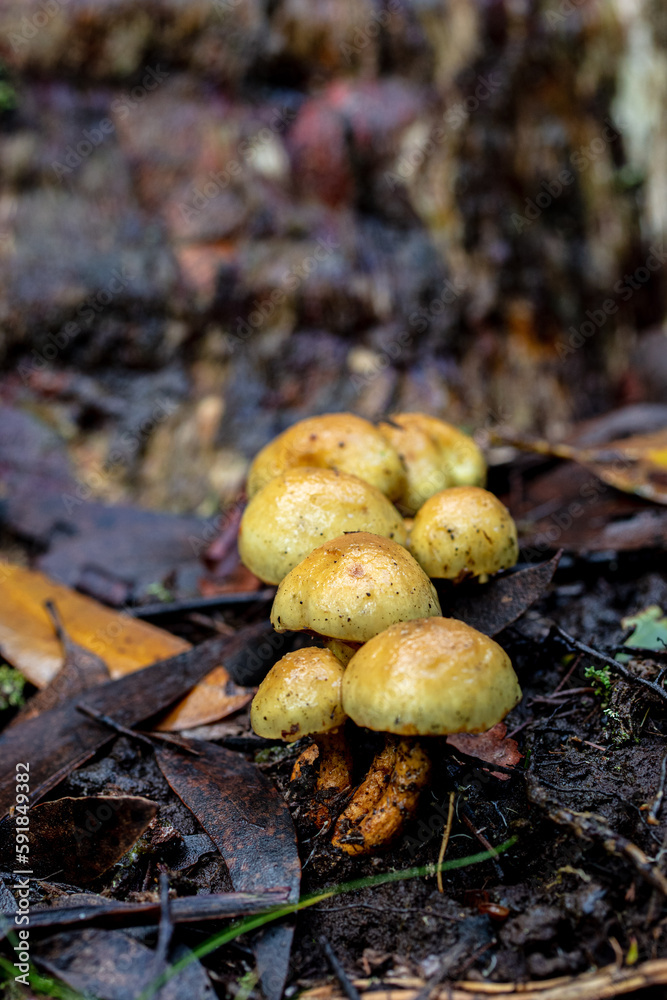 Colourful yellow mushrooms in the woods in autumn Colourful yellow mushrooms in the woods in autumn