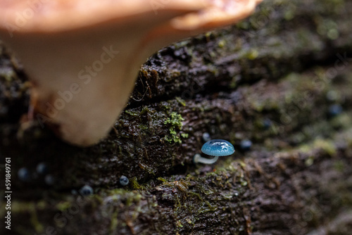 mushroom, forest, nature, autumn, fungus, fungi, food, mushrooms, grass, moss, wood, cap, wild, season, macro, fall, plant, natural, mysterious, cute, small, colours, colourful, blue, turquoise, gill