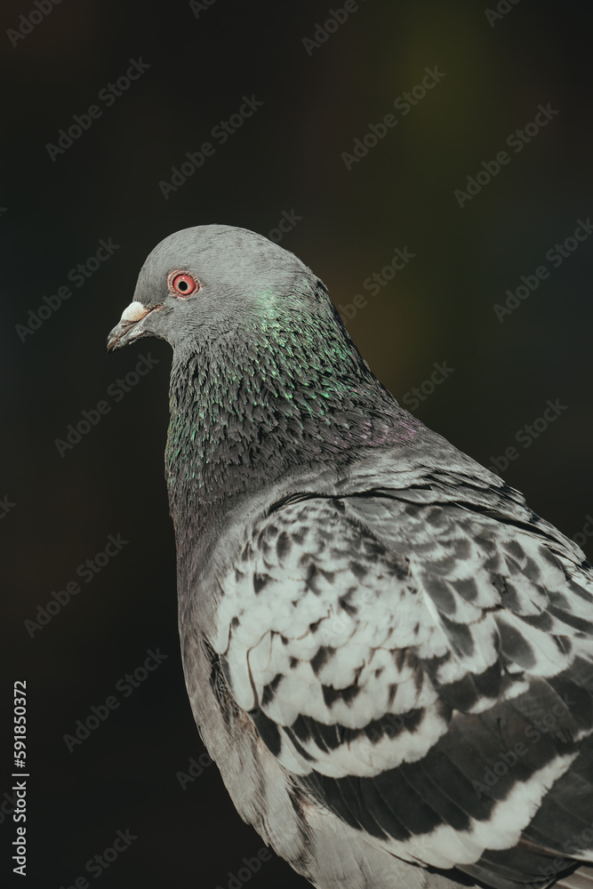 Vertical closeup of a feral pigeon looking aside Vertical closeup of a feral pigeon looking aside