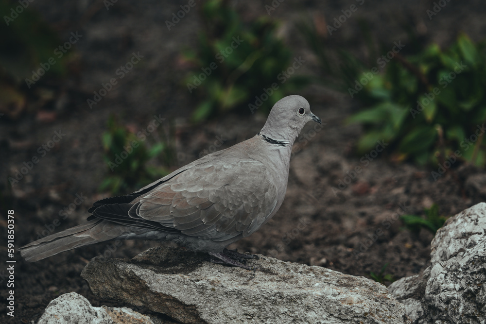 Closeup of a dove perched on stones Closeup of a dove perched on stones
