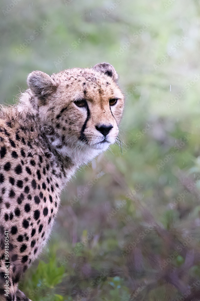 Close up portrait of a wild majestic cheetah, a big cat, in the bush in the Serengeti National Park, Tanzania, Africa
Close up portrait of a wild majestic cheetah, a big cat, in the bush in the Serengeti National Park, Tanzania, Africa