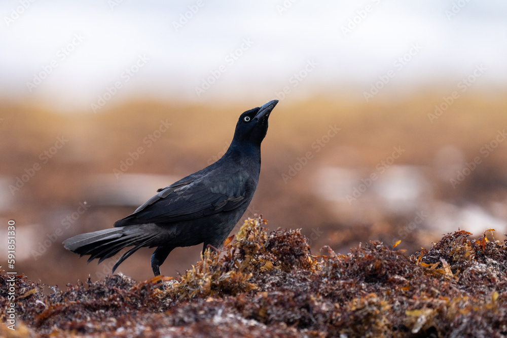 Fototapeta premium Great-tailed grackle on seaweed 