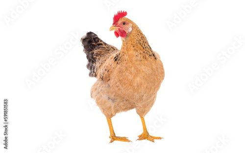 Isolated image of chicken in a white background - clipping path. © Nesschal
