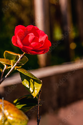 front view, close distance of, a single red rose, in full bloom, on sunny morning, Front view, close distance of, a single red rose, in full bloom, on sunny morning, Arcidosso seacoast, Italy photo