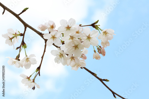 青空に映える桜（ソメイヨシノ）