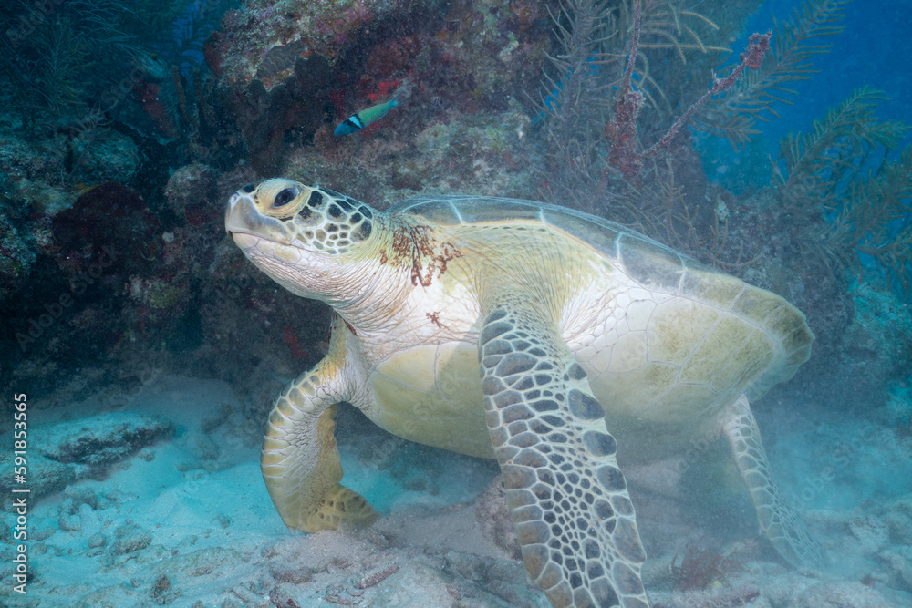 Fototapeta premium Green sea turtle