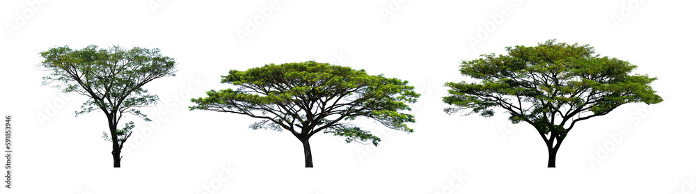 Set of oak tree cut out isolated for nature element