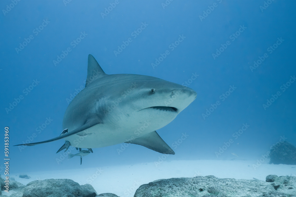 Naklejka premium Bull shark