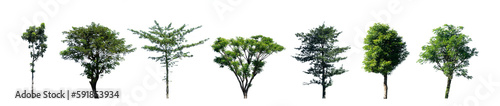 Big bundle of tree isolated element © berkahjayamaterial