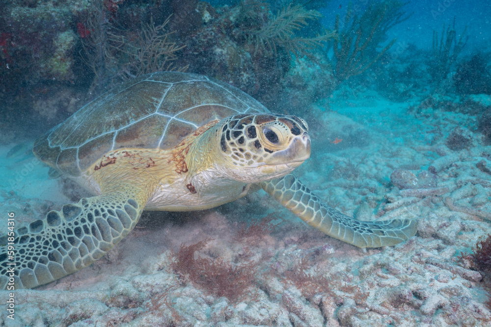 Fototapeta premium Green sea turtle
