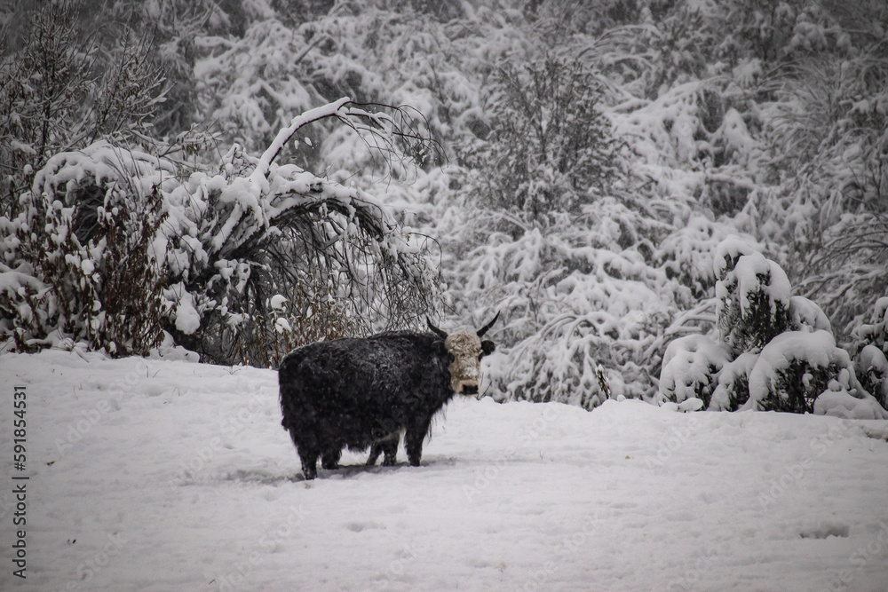 Black Domestic yak on a snowy land with heavy snow covered trees Black Domestic yak on a snowy land with heavy snow covered trees