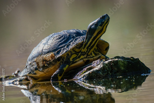 Closeup of a Yellow-bellied slider standing next to the stone in the water
