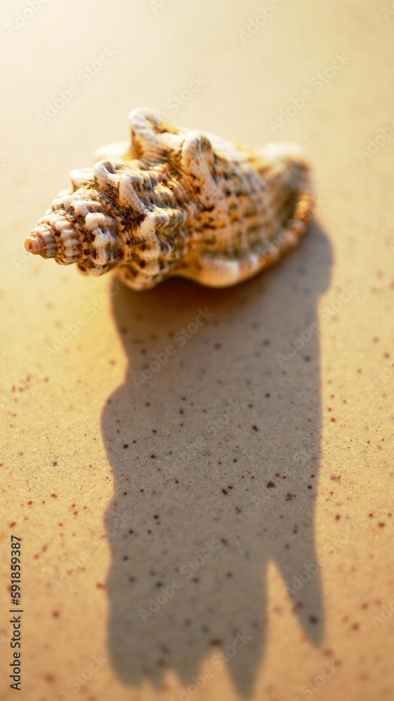 Vertical shot of a seashell casting a shadow on wet sand Vertical shot of a seashell casting a shadow on wet sand