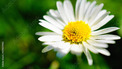 Selective focus shot of a white Daisy flower