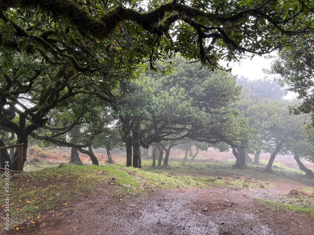 Trees in a foggy forest. Fanal forest, Madeira. Trees in a foggy forest. Fanal forest, Madeira.