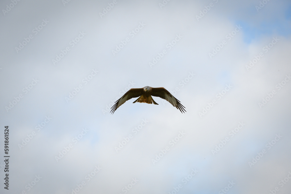 Closeup of a red kite flying high up in a blue sky with its wings wide open Closeup of a red kite flying high up in a blue sky with its wings wide open