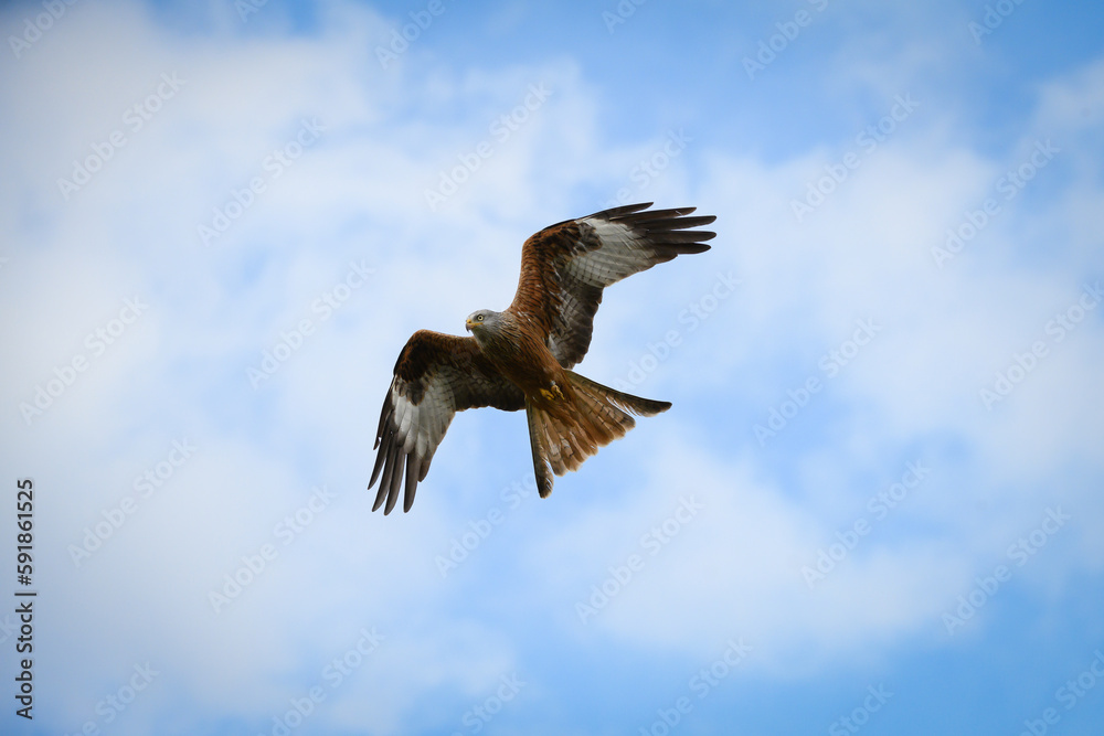 Fototapeta premium Scenic view of a red kite flying in the cloudy sky in Rhayader, Wales