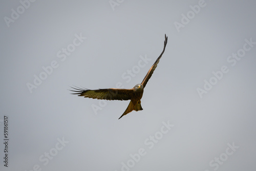 Scenic view of a red kite flying in the cloudy sky in Rhayader, Wales photo