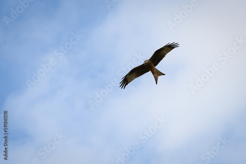 Scenic view of a red kite flying in the cloudy sky in Rhayader, Wales © Greg Lawson/Wirestock Creators