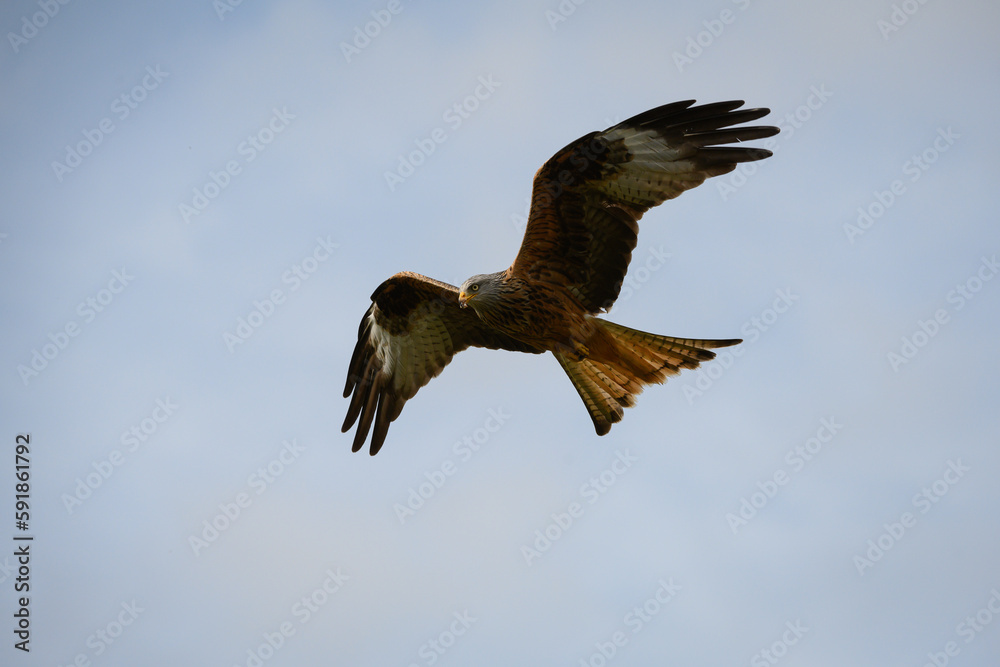 Closeup of a red kite flying high up in a blue sky with its wings wide open