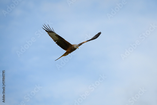 Closeup of a red kite flying high up in a blue sky with its wings wide open photo