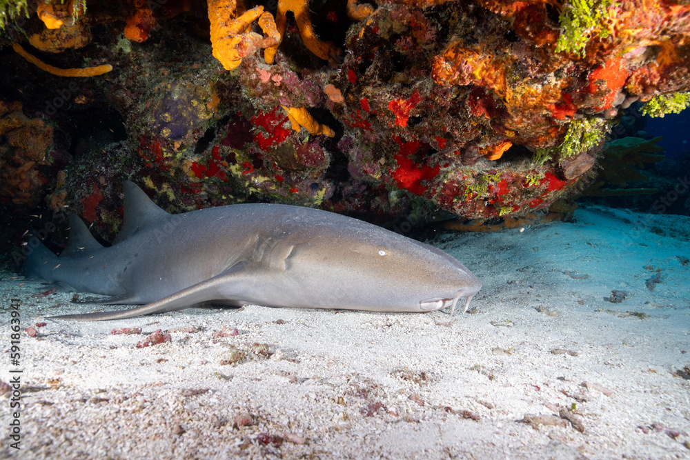 Naklejka premium Nurse shark