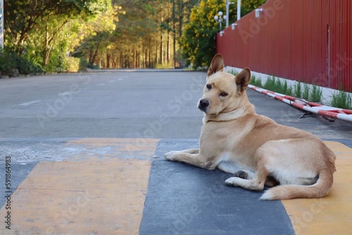 A brown dog lying on the concrete floor and looking at camera. Selective focus. Animal concept