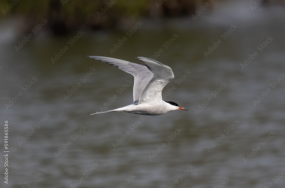 Shallow focus shot of a flying seagull over water on a gray day Shallow focus shot of a flying seagull over water on a gray day