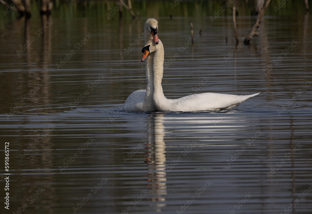Fototapeta premium Two lovely swans on the lake