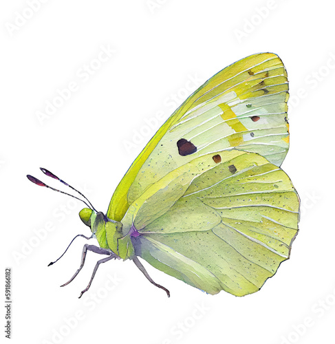 Sulphur  buterfly. Watercolor with transparent background. Generative AI