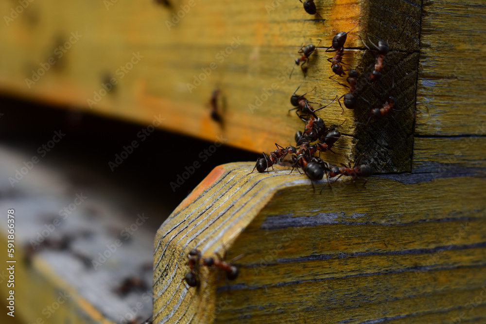 Ameisen am Eingang zu einer Bienenbeute, Ameisen holen sich Honig aus dem Bienenstock Stock