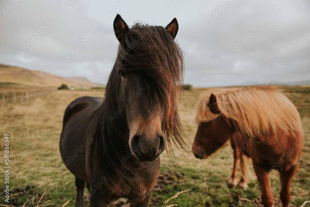 Fototapeta premium wild horses portrait