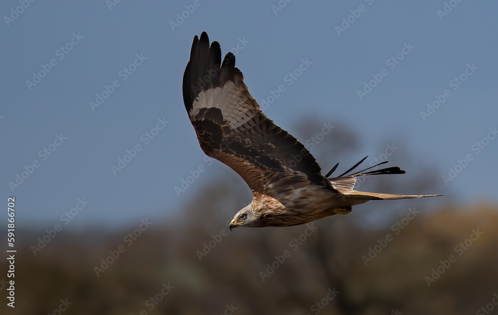 Obraz premium Low-angle shot of a Red Kite bird getting ready to land